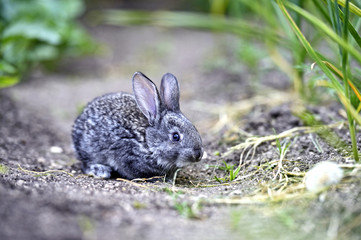 Rabbit