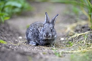Rabbit