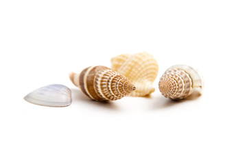 Shells of marine crustaceans on a white background