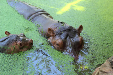 Hippo portrait in the nature