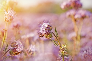 Purple flowers illuminated with morning sun rays