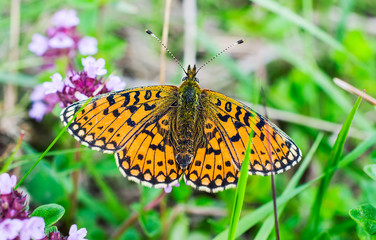 Beautiful orange butterfly