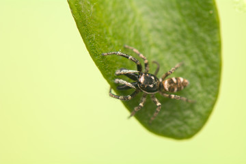 Jumping spider - Salticus scenicus