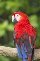Scarlet Macaw bird