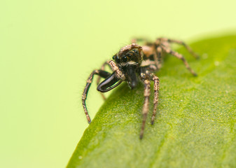 Jumping spider - Salticus scenicus