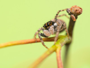 Jumping spider