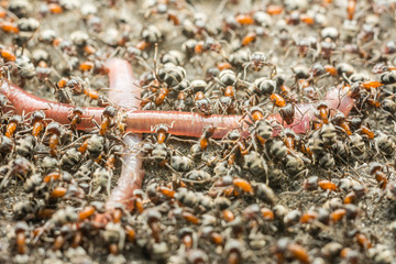 Swarm Of Ants Eating Earthworm Macro Close Up