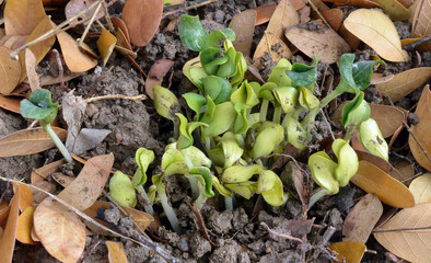 Pumpkin seedlings