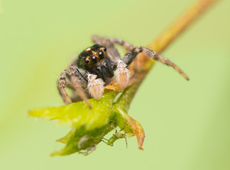 Jumping spider