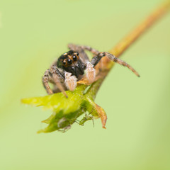 Jumping spider