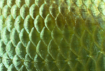 Background golden fish scales