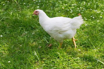 white chicken