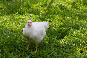 white chicken
