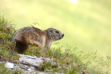 Marmot