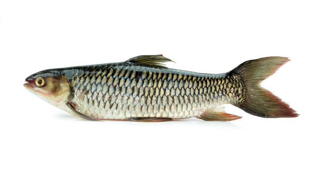 Fresh fish isolated on a white background