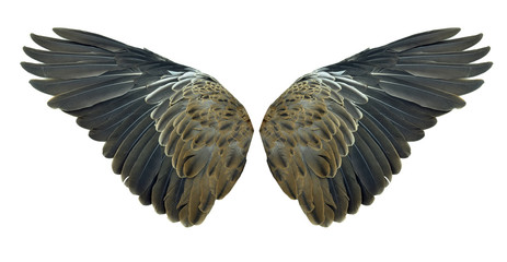 Bird wings isolated on white background