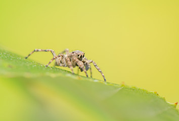 Jumping spider - Sitticus pubescens