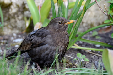 Fototapeta premium Weibliche Amsel im Garten