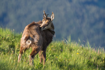 chamois