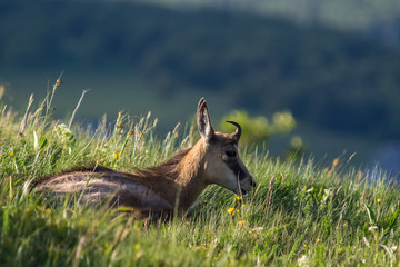 chamois