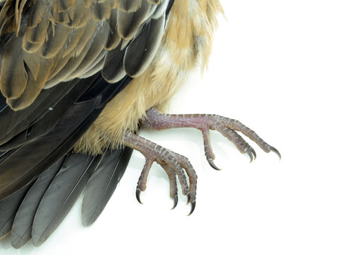 Dead bird on white with clipping mask