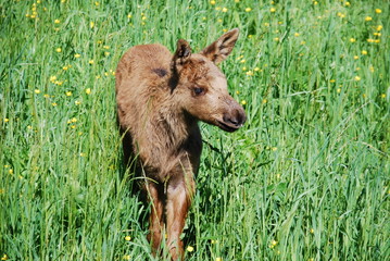 Elk calf in a summer meadow Sweden Wildlife