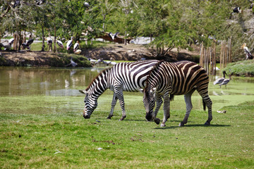 Fototapeta na wymiar two big zebra in thai zoo