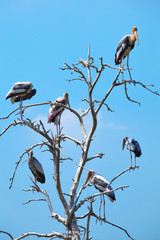 many pelican on tree