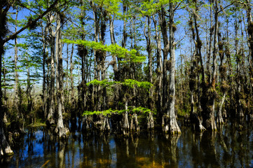 Obraz premium Everglades National Park