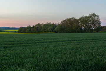 Fototapeta premium spring landscape