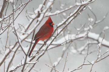 Male Cardinal in Winter