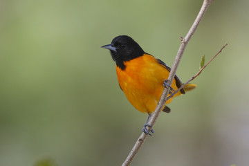 Male Baltimore Oriole