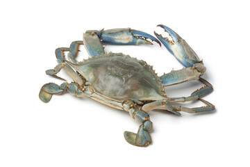Single blue crab - obrazy, fototapety, plakaty
