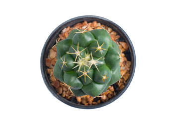top view of cactus in pot