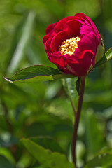 aufblühende Pfingstrosenblume