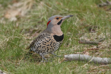 Male Northern Flicker