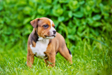 staffordshire bull terrier puppy © otsphoto