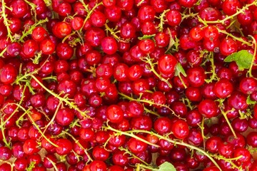 Currant berry
