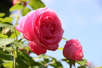 Rosa Rosen