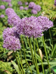 Alium Giganteum