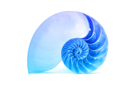 Nautilus shell and famous fibonacci blue geometric pattern