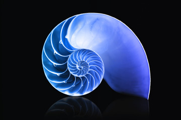 nautilus shell mathematical spiral with blue overlay duotone - obrazy, fototapety, plakaty