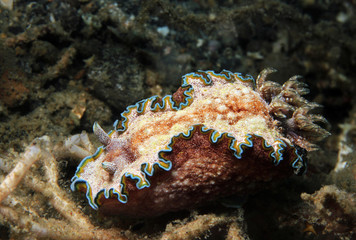 Glossodoris Cincta, Lembeh Strait, Indonesia
