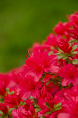 Crimson azalea blooming branch in front of a lawn