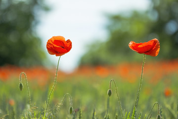 red poppies - 65970387