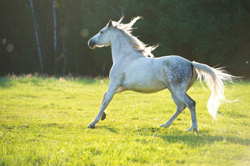 White Arabian horse runs gallop in the sunset light