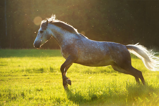 White horse Orlov trotter play in the sunset light