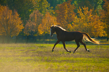horse
