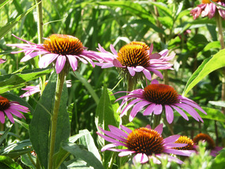 Blüten der Echinacea sammeln - Sonnenhut, alternative Medizin bei Erkältung und als Auszug verwendbar, Abwehrkräfte und Immunsystem stärken, gesund bleiben