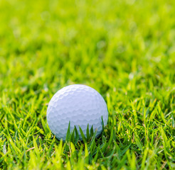 Golf ball on green grass